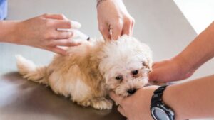 כלבי חיסון הקסדצימליים
